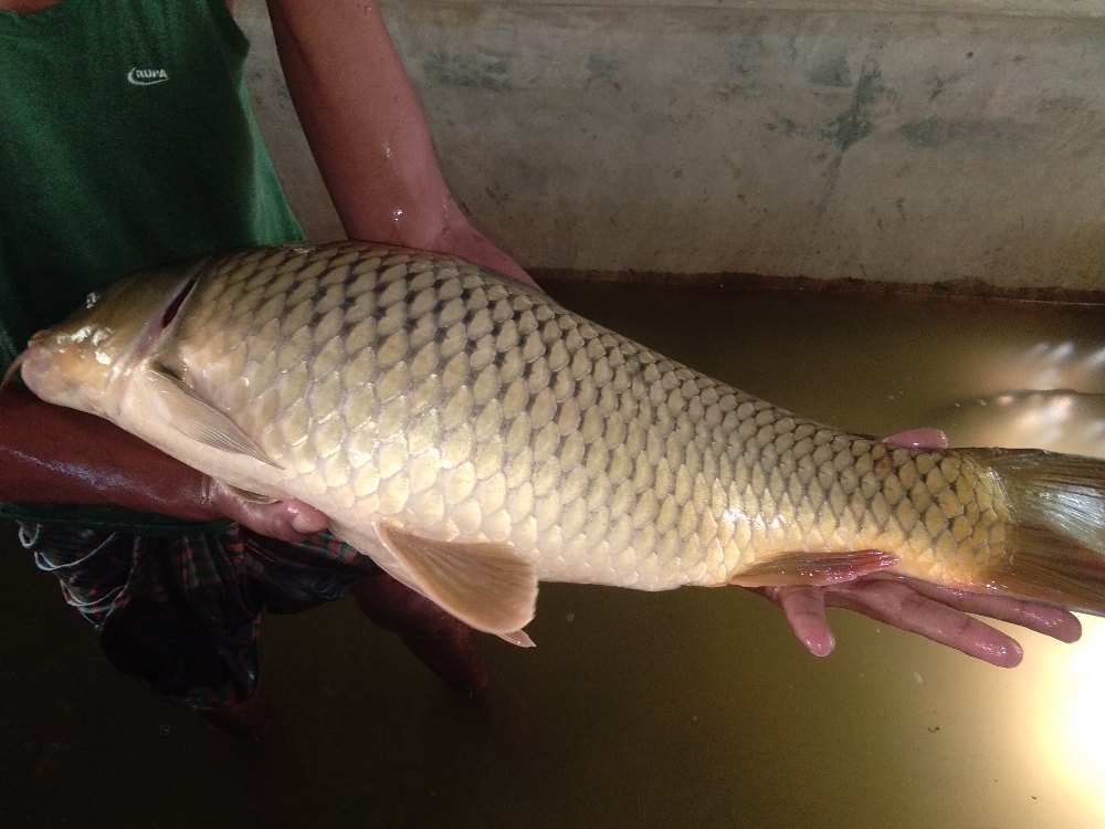 Amur Common Carp