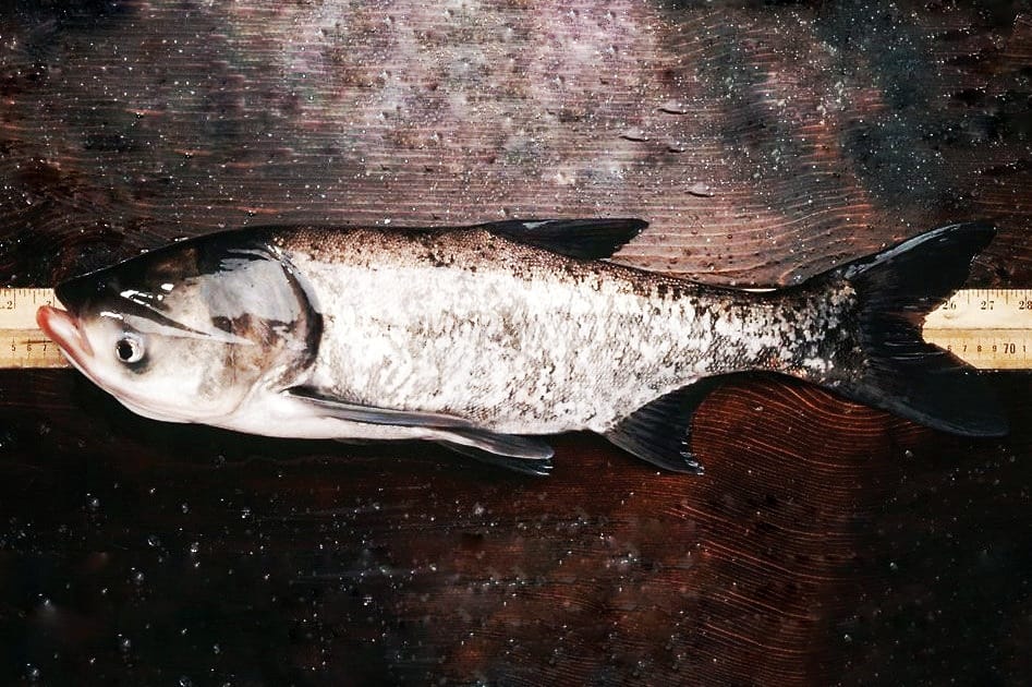 Bighead Spawn, Dhani, Fry