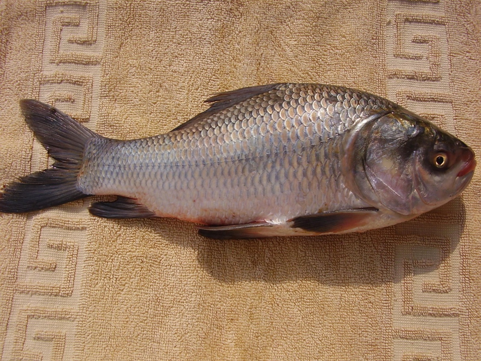 Catla Spawn, Dhani, Fry