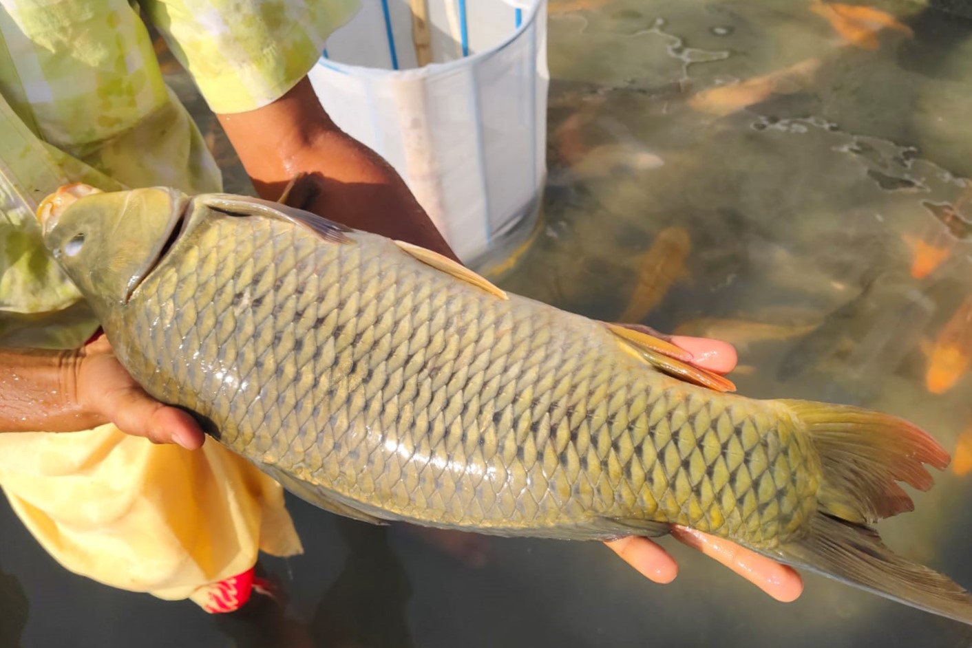 Common Spawn, Dhani, Fry