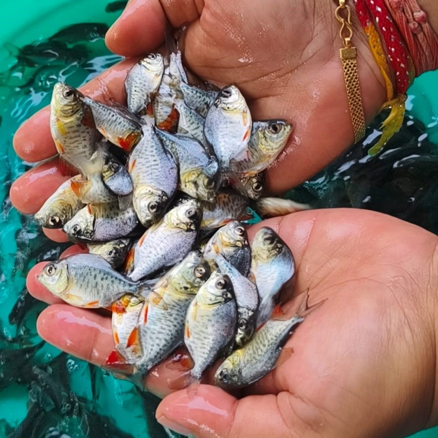 Fish Seeds