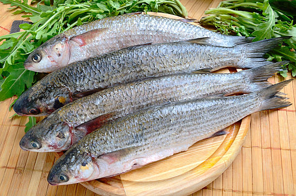 Gray Mullet Fish Seed