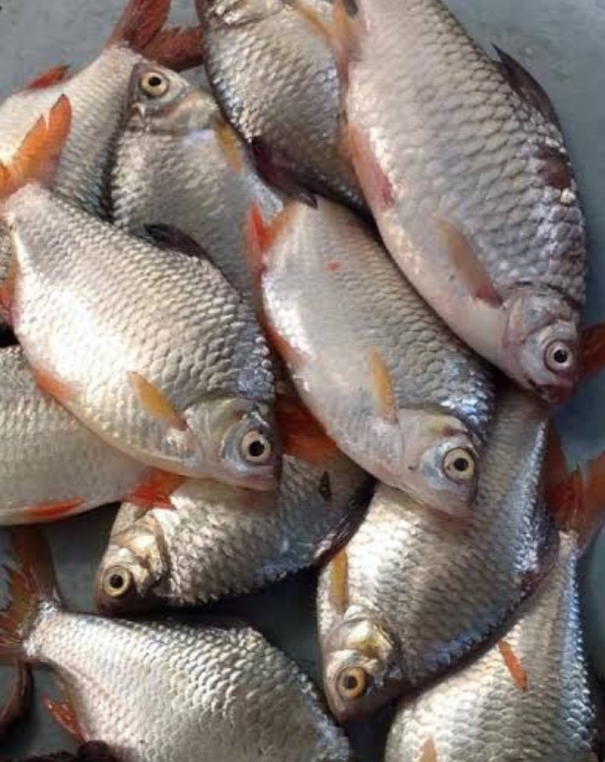 Japani Puti Fish Seed