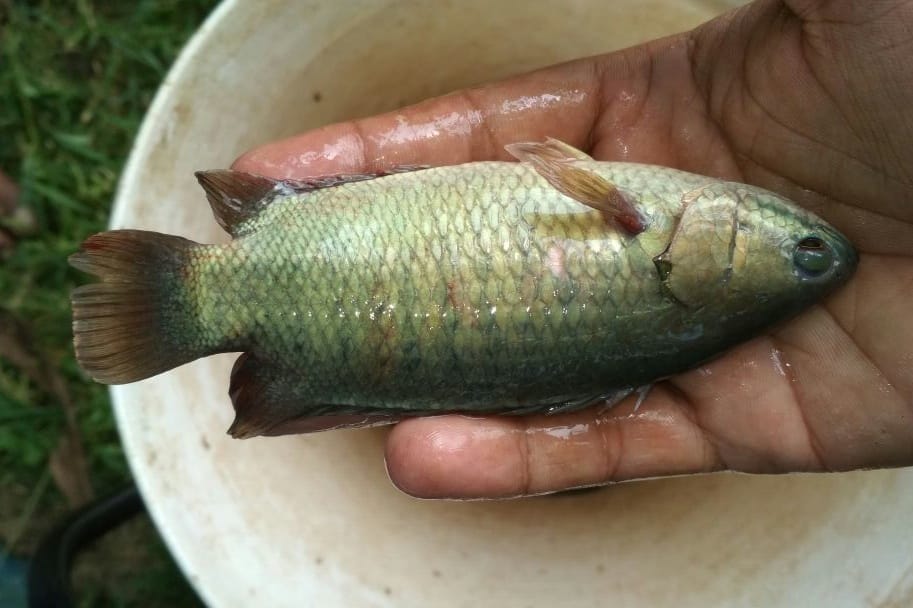 Vietnam Koi Fish Seed
