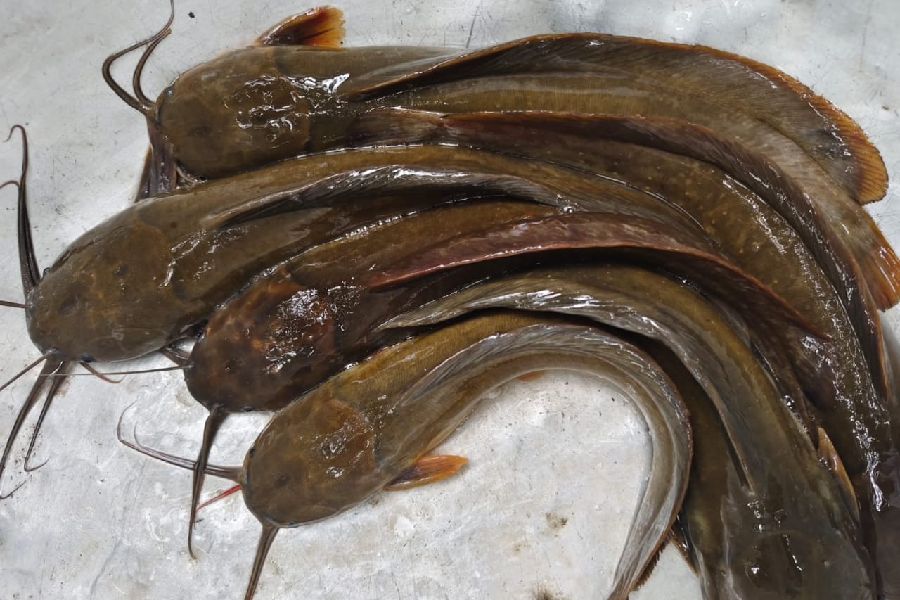Deshi Magur Fish Seed