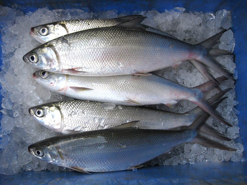 Milk Fish