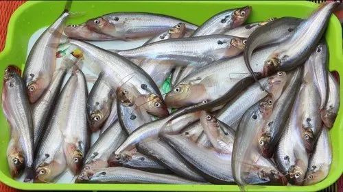 Pabda Fish Seed
