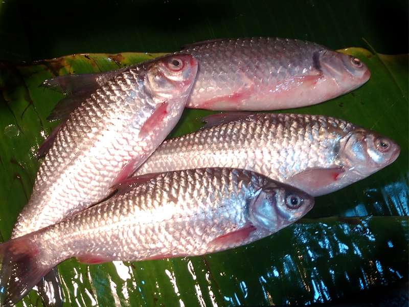 Sarputi fish seed