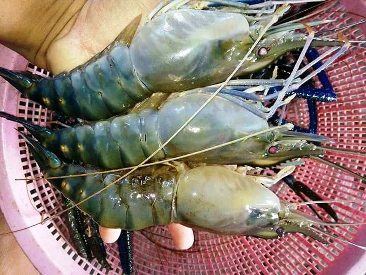 Scampi pl size