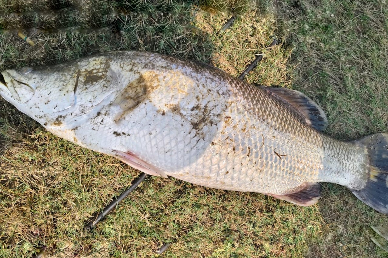 Seabass / Vetki Fish Seed