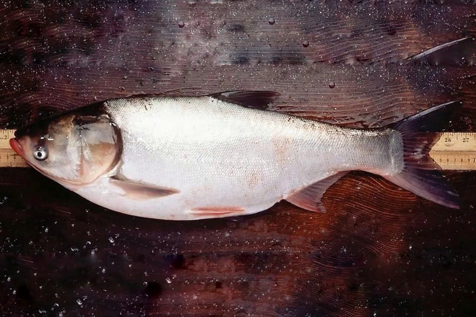 Silver Carp Spawn, Dhani