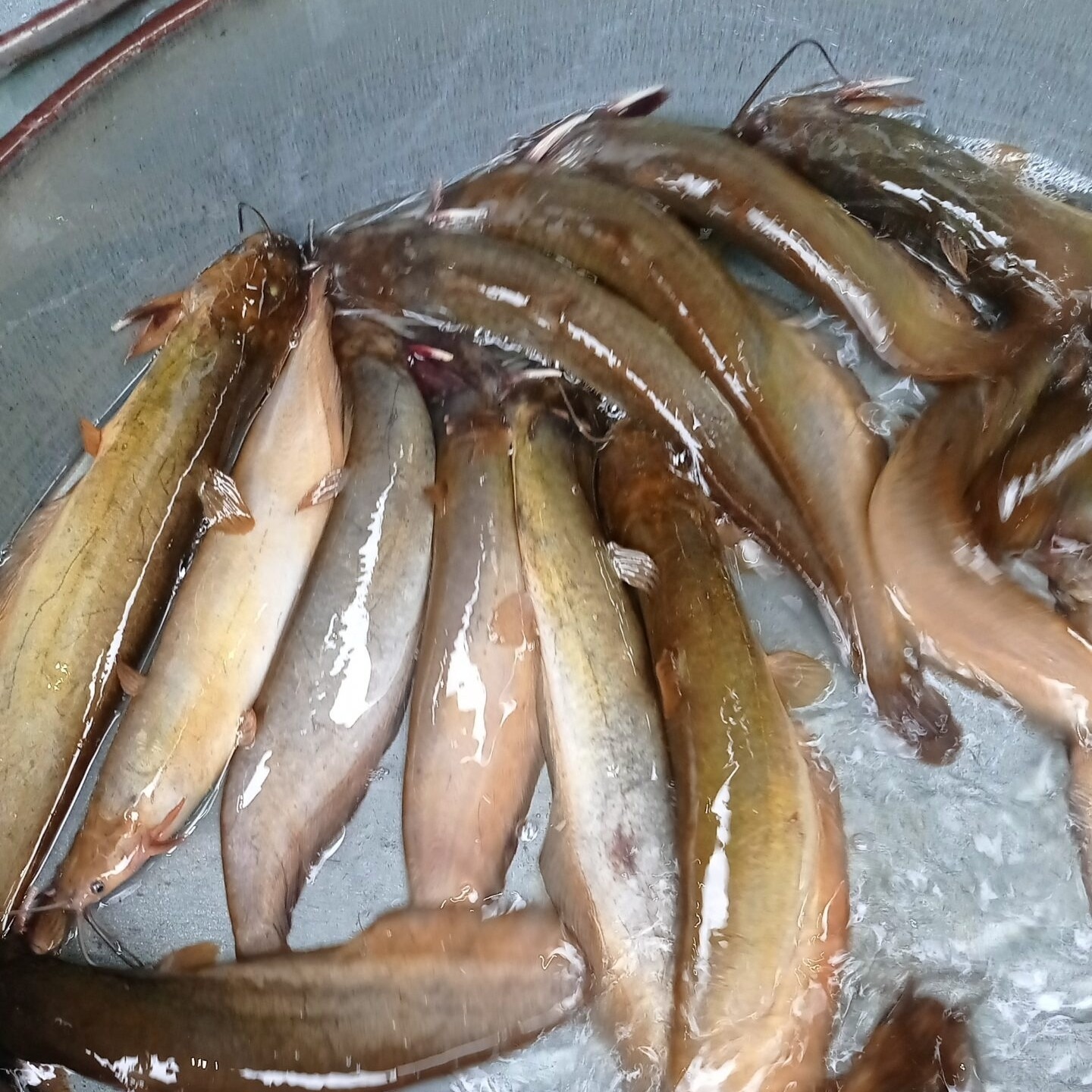 Singhi Fish Seed