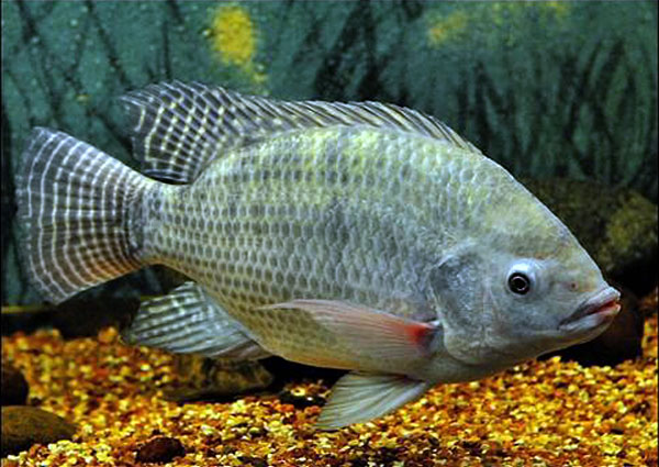 Monosex Tilapia Fish Seed